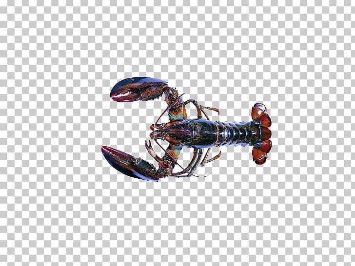 Seafood Shrimp Lobster Hot Pot Egg PNG, Clipart, Animals, Coreldraw, Creative, Creative Seafood, Dec Free PNG Download