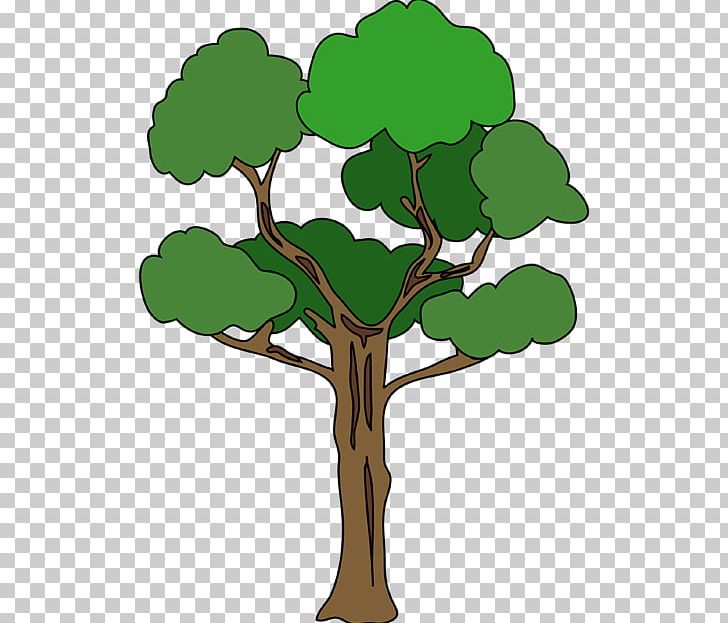 Tree Plant Stem Xylem Leaf Plants PNG, Clipart,  Free PNG Download