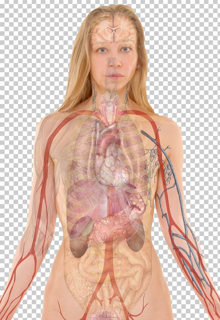 Human Body Anatomy Blood Liver Health PNG, Clipart, Abdomen, Arm, Back, Blood Vessel, Breathing Free PNG Download