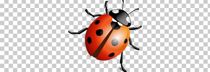 Ladybug PNG, Clipart, Ladybug Free PNG Download