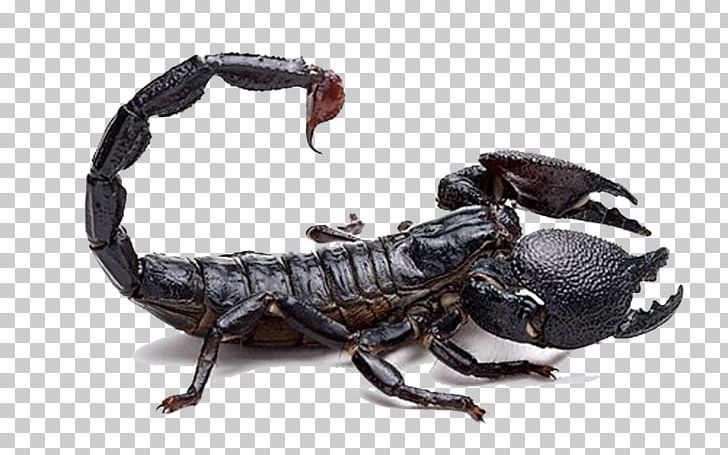 Scorpion Poison Mesobuthus Martensii Venom Buthidae PNG, Clipart, Arthropod, Background Black, Black, Black Background, Black Board Free PNG Download