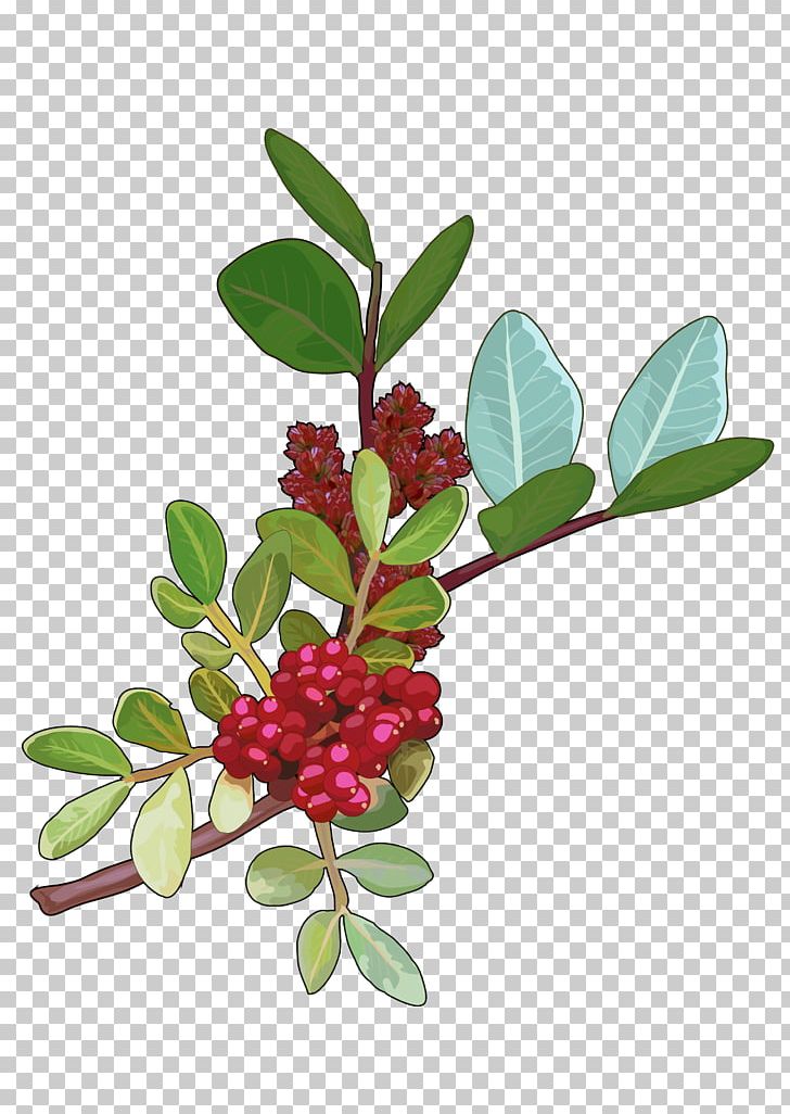 Canary Islands Mastic Tree Open Educational Resources Morella Faya PNG, Clipart, Aquifoliaceae, Arctostaphylos, Arctostaphylos Uva Ursi, Berry, Branch Free PNG Download