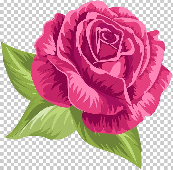 Garden Roses Cabbage Rose Floribunda PNG, Clipart, Annual Plant, Cabbage Rose, Clip Art, Cut Flowers, Digital Image Free PNG Download