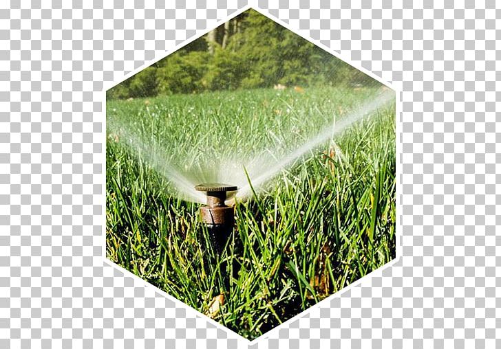 Irrigation Sprinkler Crop Lawn Grasses PNG, Clipart, Crop, Family, Field, Grass, Grasses Free PNG Download