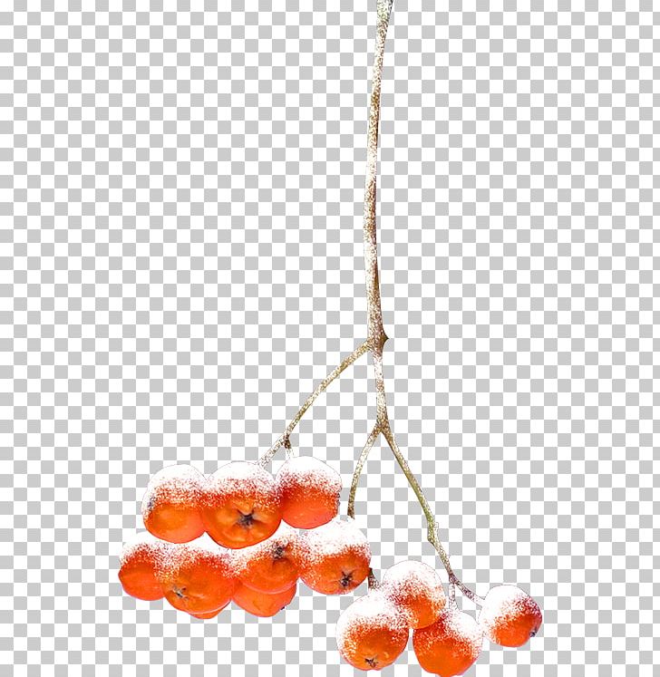Orange Auglis Fruit PNG, Clipart, Auglis, Branch, Branches, Christmas Decoration, Citron Free PNG Download