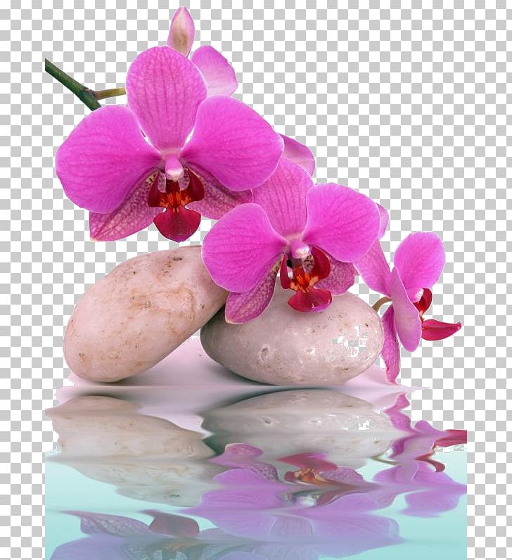 Orchids Mural Day Spa PNG, Clipart, Beauty Parlour, Blossom, Canvas Print, Day Spa, Facial Free PNG Download