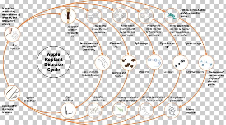 WSU Tree Fruit Research & Extension Center Oomycete Fungus Biological Life Cycle Roundworms PNG, Clipart, Apple Ii, Area, Asexual Reproduction, Biological Life Cycle, Circle Free PNG Download