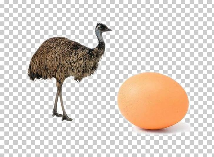 Common Ostrich Bird Emu Cassowary Duck PNG, Clipart, Animal, Animals, Beak, Bird, Bird Egg Free PNG Download