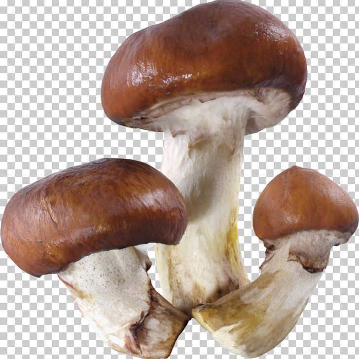 Edible Mushroom Fungus PNG, Clipart, Amanita Muscaria, Clip Art, Download, Edible, Edible Mushroom Free PNG Download