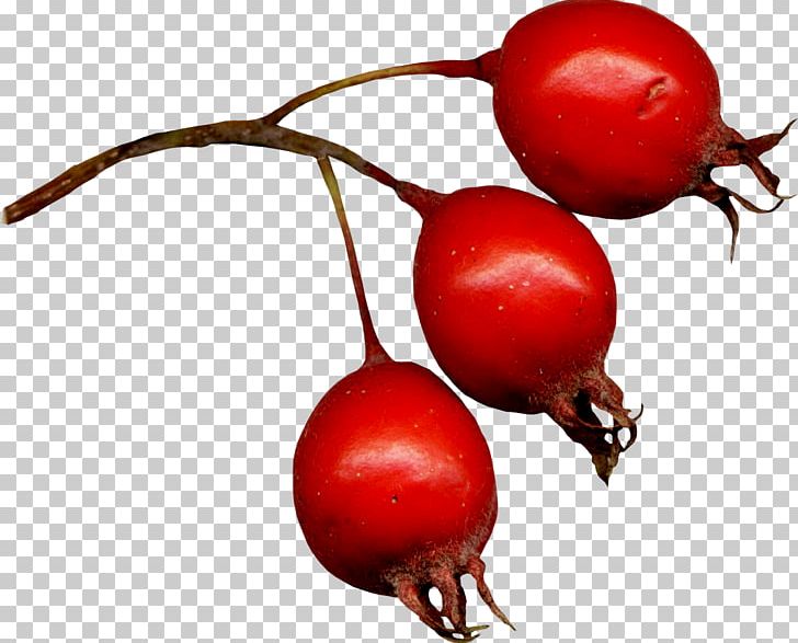 Rose Hip Frutti Di Bosco Hawthorn PNG, Clipart, Apple, Beet, Beetroot, Berry, Berry Fruit Free PNG Download