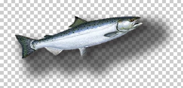 Sardine Coho Salmon Fish Products Oily Fish Anchovy PNG, Clipart, Anchovy, Barramundi, Bonito, Bony Fish, Coho Free PNG Download