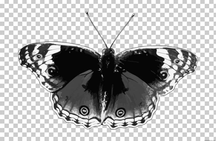 Brush-footed Butterflies Butterfly Moth Pieridae Insect PNG, Clipart, Arthropod, Black And White, Brush Footed Butterfly, Butterflies And Moths, Butterfly Free PNG Download
