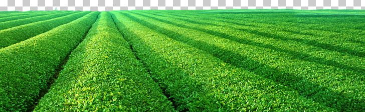 Green Tea Chayuanxiang Hubei Tea Processing PNG, Clipart, Advertising, Agriculture, Artificial Turf, Background Green, Chawan Free PNG Download