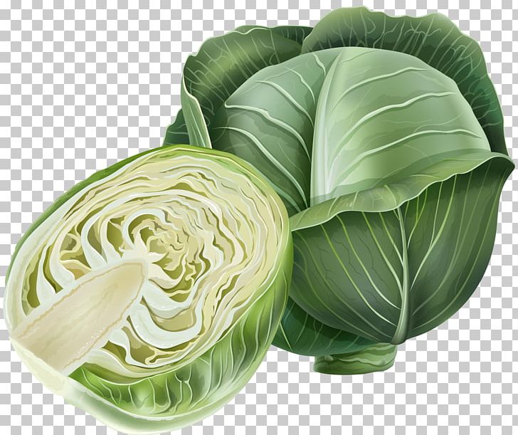 Savoy Cabbage Romanesco Broccoli Vegetable PNG, Clipart, Brassica Oleracea, Cabbage, Cabbage Vector, Food, Hand Free PNG Download