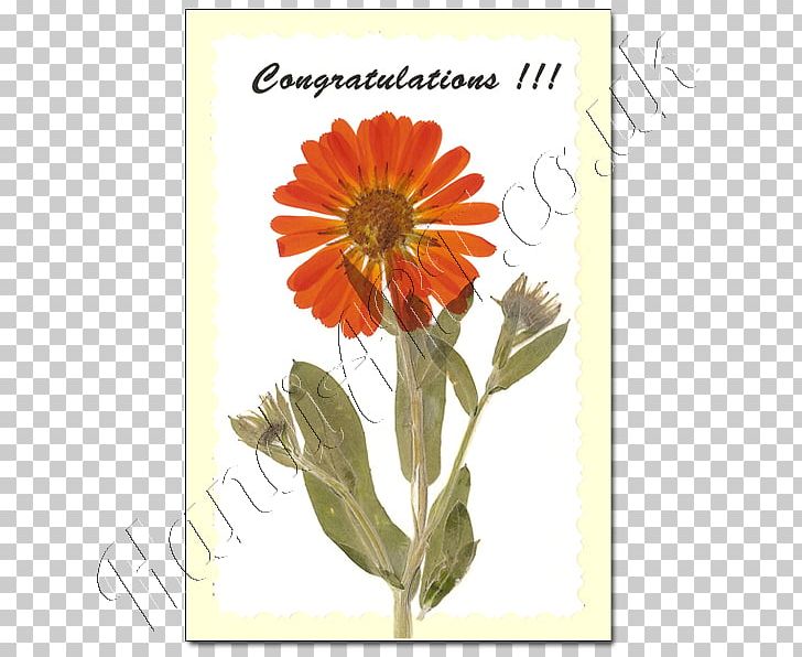 Transvaal Daisy Chrysanthemum Cut Flowers Marigolds Annual Plant PNG, Clipart, Annual Plant, Calendula, Chrysanthemum, Chrysanths, Cut Flowers Free PNG Download