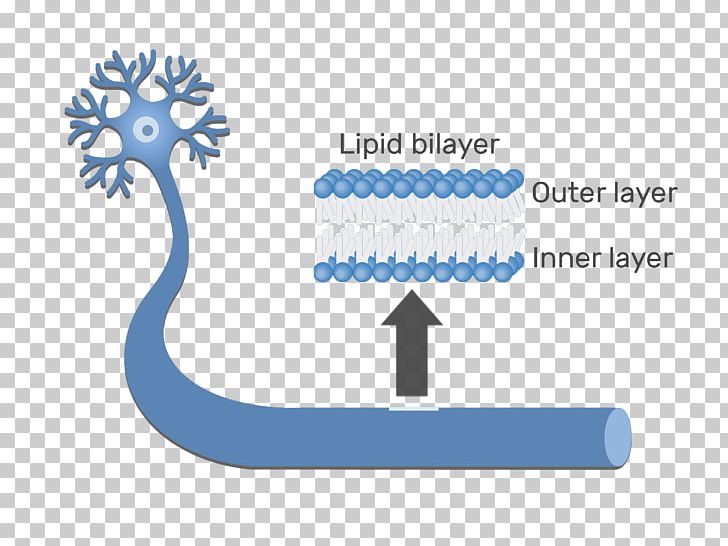 Lipid Bilayer Cell Membrane Membrane Lipids Biological Membrane PNG, Clipart, Area, Axon, Bilayer, Biological Membrane, Blue Free PNG Download