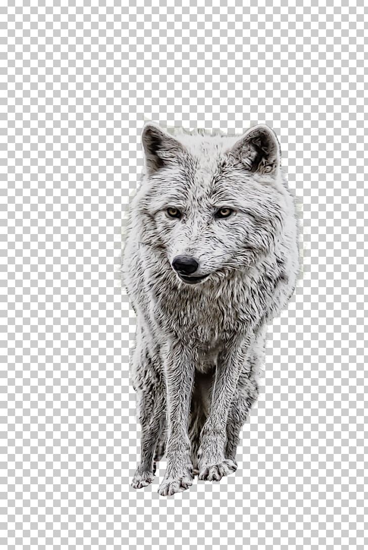 IPhone 6 Plus Dog Arctic Wolf Eurasian Wolf PNG, Clipart, Animals, Arctic Wolf, Black And White, Canis, Canis Lupus Tundrarum Free PNG Download