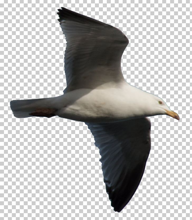 Gulls European Herring Gull Great Black-backed Gull Shorebirds PNG, Clipart, Albatross, American Herring Gull, Animal, Animals, Beak Free PNG Download