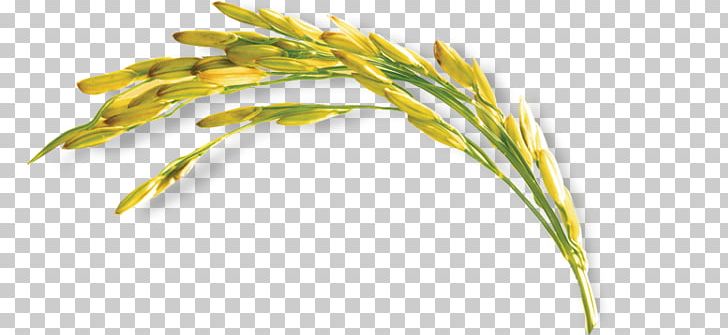 Nature Republic Emmer Brand Plant PNG, Clipart, Avena, Brand, Cereal, Cereal Germ, Commodity Free PNG Download