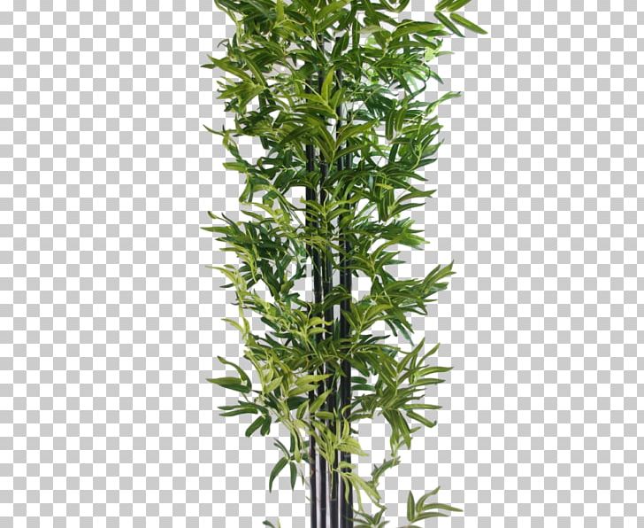 Tree Arecaceae Tropical Woody Bamboos Plant Howea PNG, Clipart, Arecaceae, Areca Palm, Cupressus, Evergreen, Flowerpot Free PNG Download