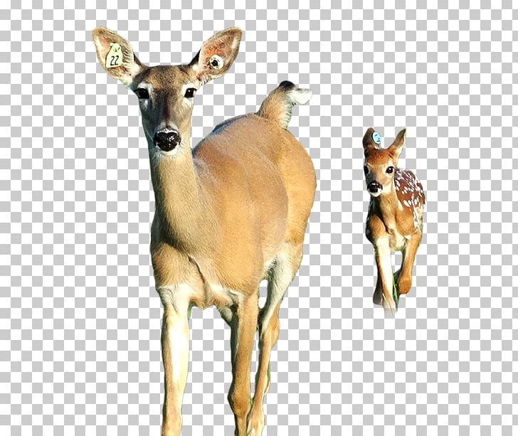 White-tailed Deer Antelope Musk Deer Animal PNG, Clipart, Animal, Animals, Antelope, Deer, Fauna Free PNG Download