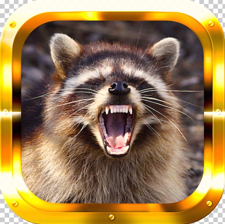 Baby Raccoons Cat Dog Bat PNG, Clipart, Animal, Animal Bite, Animal Control And Welfare Service, Animals, Animal Welfare Free PNG Download