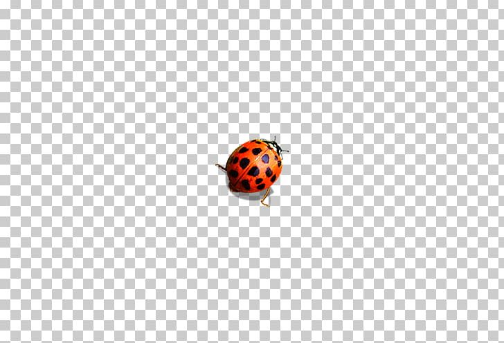 Coccinella Septempunctata Adobe Illustrator Euclidean PNG, Clipart, Animal, Beetle, Body Jewelry, Circle, Computer Icons Free PNG Download