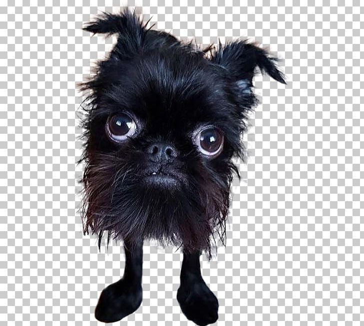 Puppy World's Ugliest Dog Contest Chinese Crested Dog Straight Line Vapors Dog–cat Relationship PNG, Clipart,  Free PNG Download