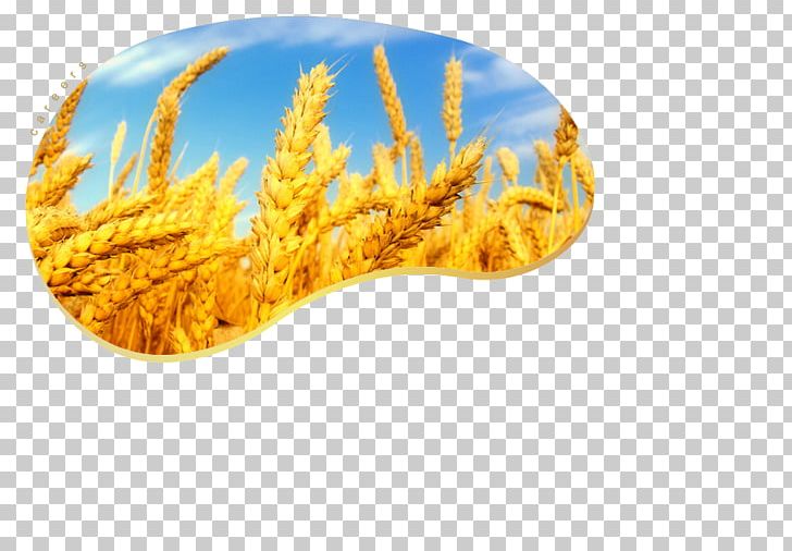 Atta Flour Cereal Crop Grain Rye PNG, Clipart, Agriculture, Atta Flour, Barley, Cereal, Chapati Free PNG Download