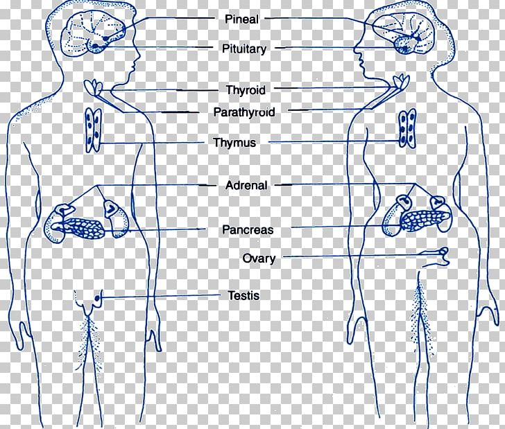 Endocrine Gland Finger Homo Sapiens Endocrine System PNG, Clipart, Angle,  Area, Arm, Blood, Cartoon Free PNG