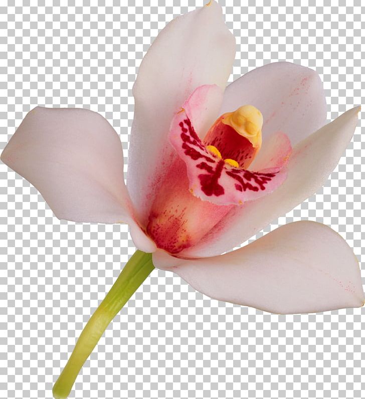 Flower Orchids Petal PNG, Clipart, Computer Icons, Cut Flowers, Encapsulated Postscript, Flower, Flowering Plant Free PNG Download