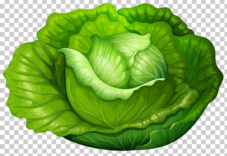 Iceberg Lettuce Cabbage Vegetable PNG, Clipart, Cabbage, Chinese Cabbage, Clip Art, Collard Greens, Drawing Free PNG Download