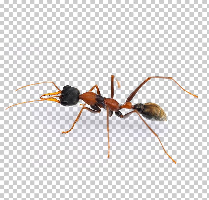 Jack Jumper Ant Cockroach Pest Termite PNG, Clipart, Animals, Ant, Arthropod, Bed Bug, Biology Free PNG Download