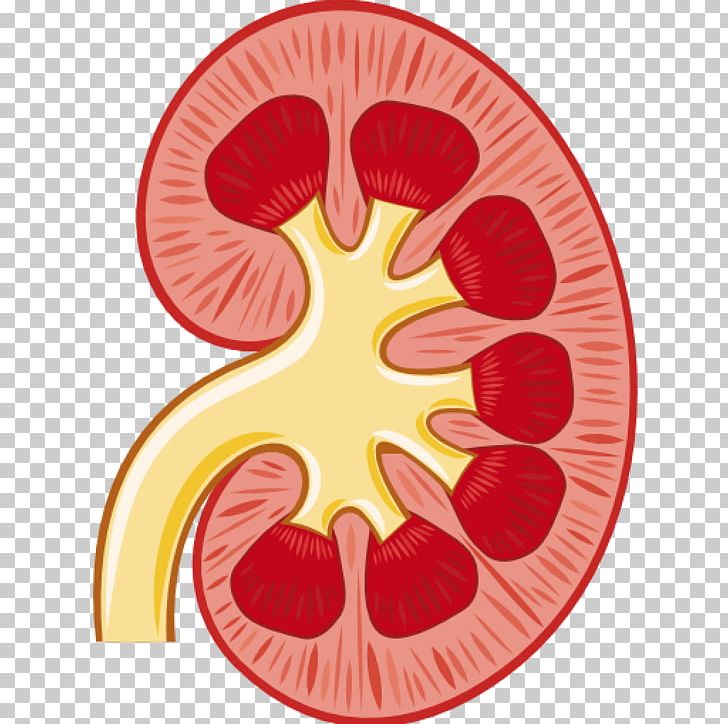 Kidney Renal Pelvis Renal Artery PNG, Clipart, Anatomy, Circle, Clip Art, Encapsulated Postscript, Fruit Free PNG Download