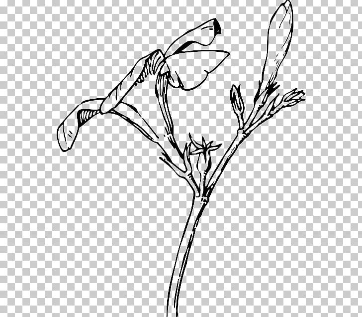 Nature Drawing And Design; Oleander Flower Bud PNG, Clipart, Art, Artwork, Beak, Bird, Black And White Free PNG Download