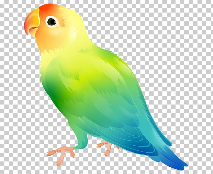 Parrot Domestic Canary Yellow-collared Lovebird PNG, Clipart, Animals, Atlantic Canary, Beak, Bird, Canary Yellow Free PNG Download