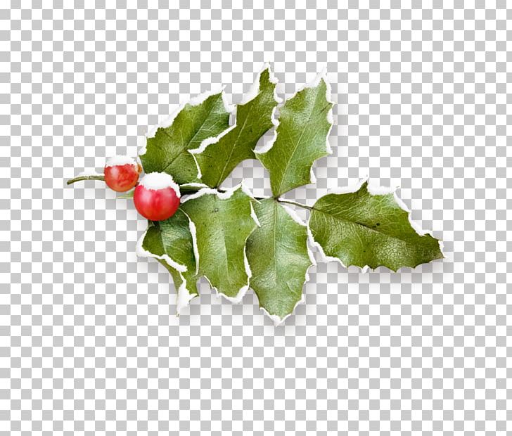 Common Holly Christmas Pomegranate Fruit PNG, Clipart, Apple Fruit, Aquifoliaceae, Aquifoliales, Branch, Branches Free PNG Download