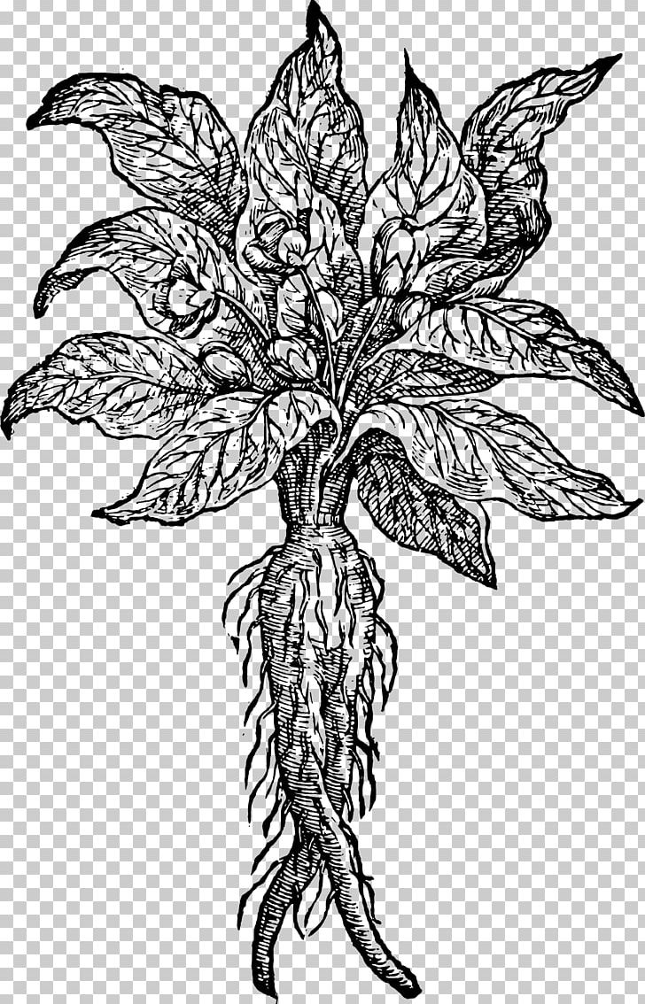 Mandrake Root Folklore Magic PNG, Clipart, Art, Black And White, Branch, Coffee Mug, Drawing Free PNG Download