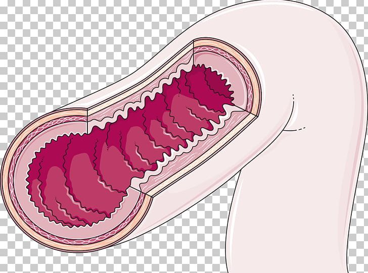 Small Intestine Large Intestine Intestinal Villus Gastrointestinal Tract PNG, Clipart, Anatomy, Digestion, Duodenum, Esophagus, Gallbladder Free PNG Download