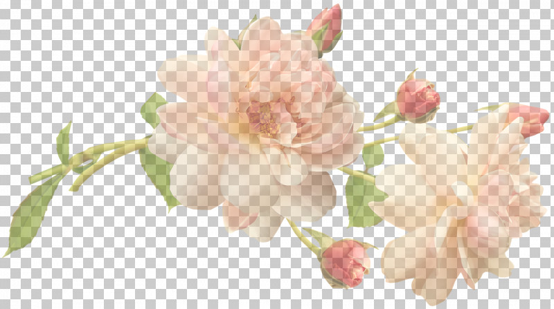 Floral Design PNG, Clipart, Cut Flowers, Floral Design, Flower, Flower Bouquet, Peony Free PNG Download