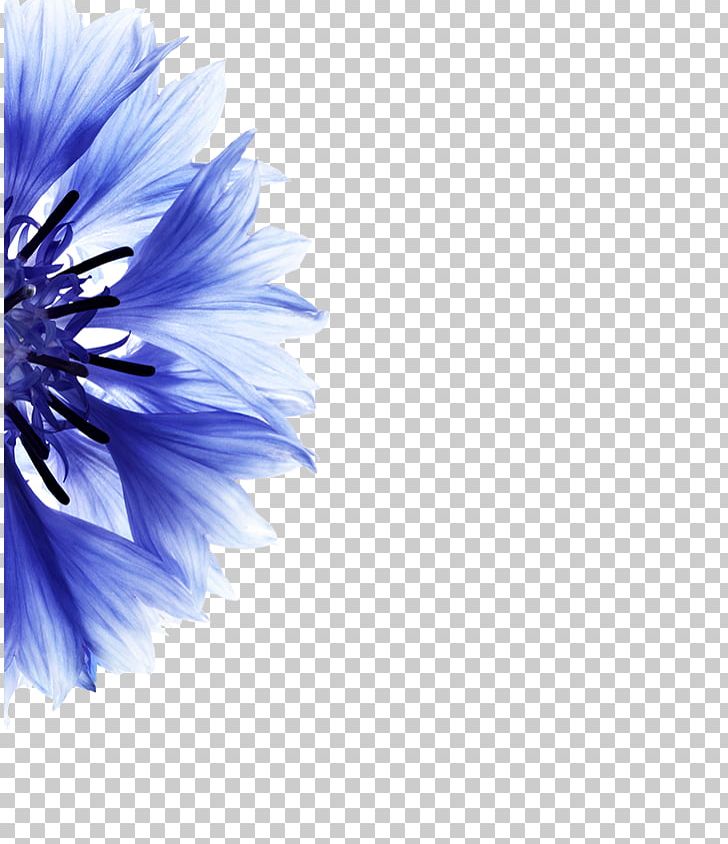 Cornflower Petal Blue Flower PNG, Clipart, Bauschlomb Soflens 38, Blue, Blue Flower, Computer Wallpaper, Cornflower Free PNG Download