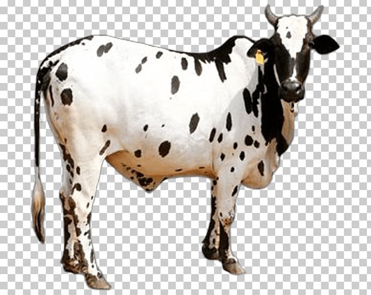 Dangi Cattle Gyr Cattle Khillari Cattle Sahiwal Cattle Deoni Cattle PNG, Clipart, Agriculture, Animal Figure, Animals, Breed, Bull Free PNG Download