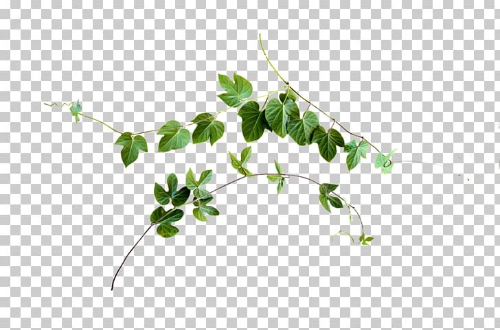 Leaf Vine Plant Stem PNG, Clipart, Branch, Computer Icons, Flora, Flower, Flowering Plant Free PNG Download