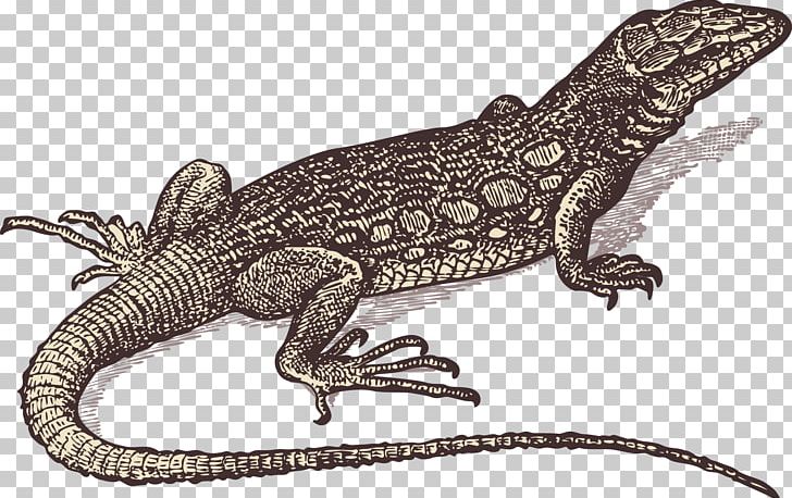 Lizard Gila Monster Drawing PNG, Clipart, Agama, Agamidae, Animal, Animals, Decorative Patterns Free PNG Download