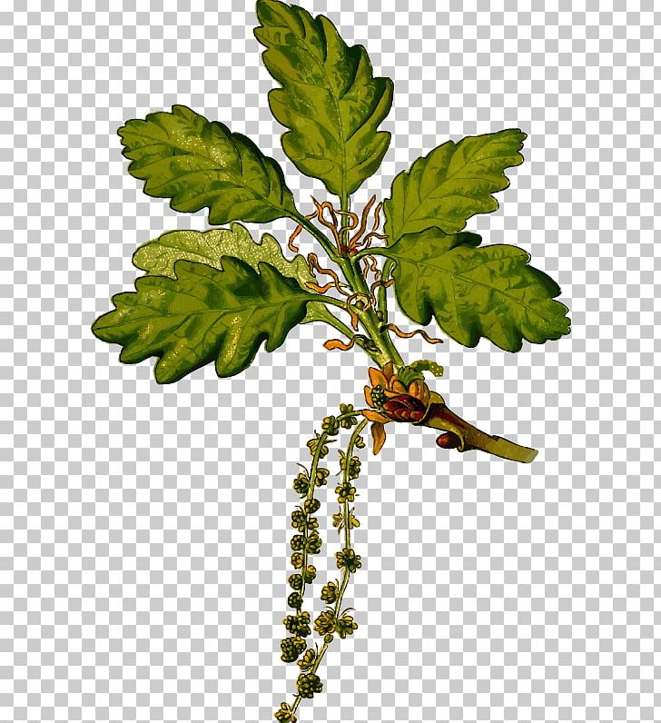 Sessile Oak English Oak Botany Botanical Illustration Acorn PNG, Clipart, Acorn, Art, Botanical Illustration, Botany, Branch Free PNG Download