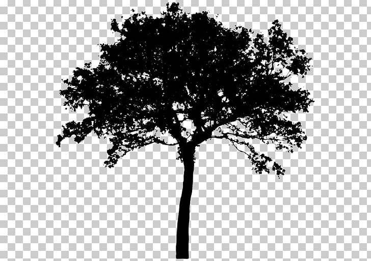 Tree Silhouette PNG, Clipart, Art, Black And White, Branch, Clip Art, Leaf Free PNG Download