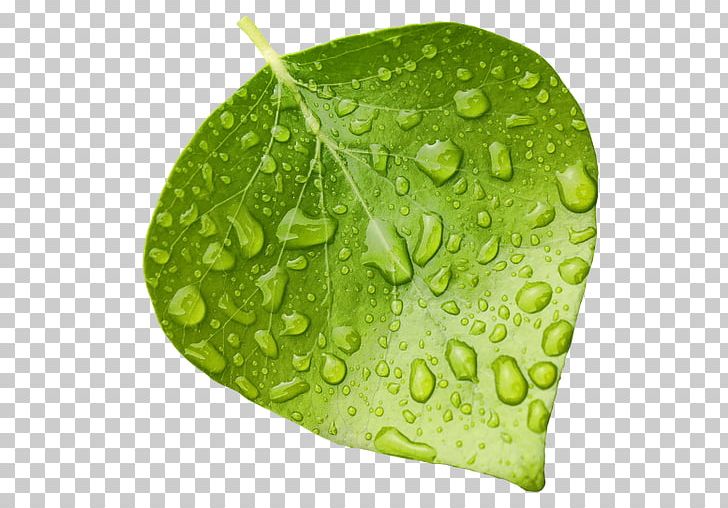 Desktop Leaf PNG, Clipart, Color, Computer Icons, Desktop Wallpaper, Dew, Drop Free PNG Download