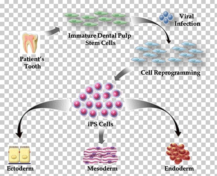 Induced Pluripotent Stem Cell Adult Stem Cell Pluripotency PNG, Clipart, Amniotic Stem Cell Bank, Brand, Cell, Dental Pulp Stem Cells, Diagram Free PNG Download