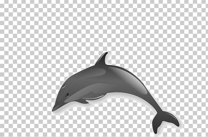 Spinner Dolphin PNG, Clipart, Animal, Animals, Black, Black And White, Black Dolphin Free PNG Download