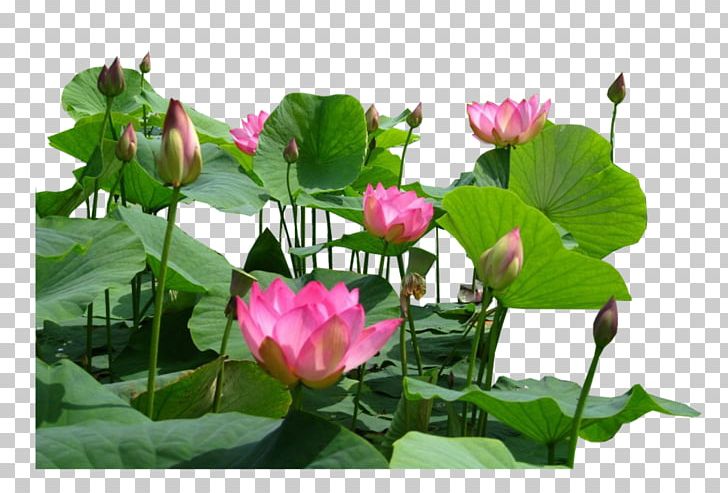 Aquatic Plants Flower Egyptian Lotus Proteales Nelumbo Nucifera PNG, Clipart, Animals, Annual Plant, Aquatic Plant, Aquatic Plants, Egyptian Free PNG Download